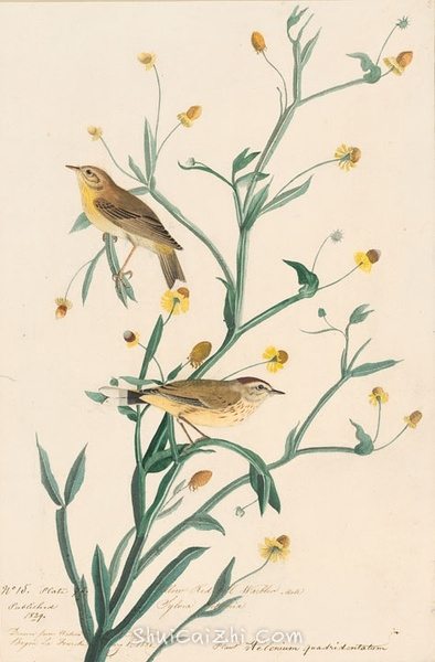 约翰.奥杜邦（John James Audubon）博物画鸟类作品53618676