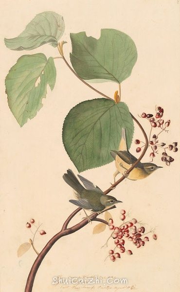 约翰.奥杜邦（John James Audubon）博物画鸟类作品53619425