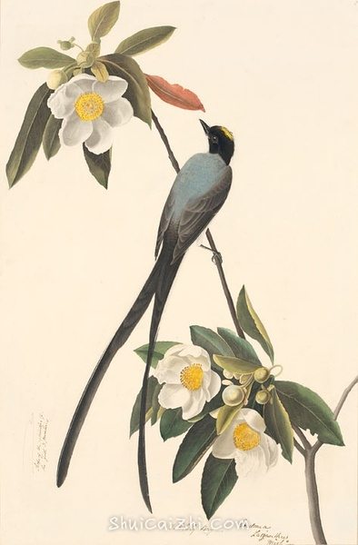 约翰.奥杜邦（John James Audubon）博物画鸟类作品53619569