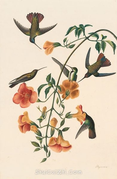 约翰.奥杜邦（John James Audubon）博物画鸟类作品53619707