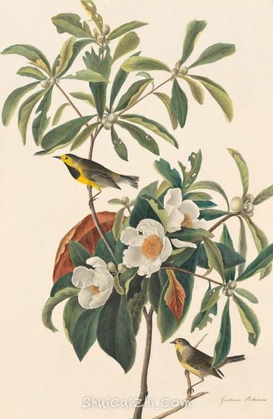 约翰.奥杜邦（John James Audubon）博物画鸟类作品53619825