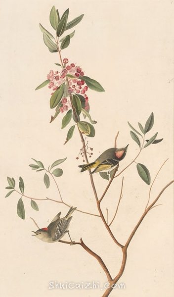 约翰.奥杜邦（John James Audubon）博物画鸟类作品53619983