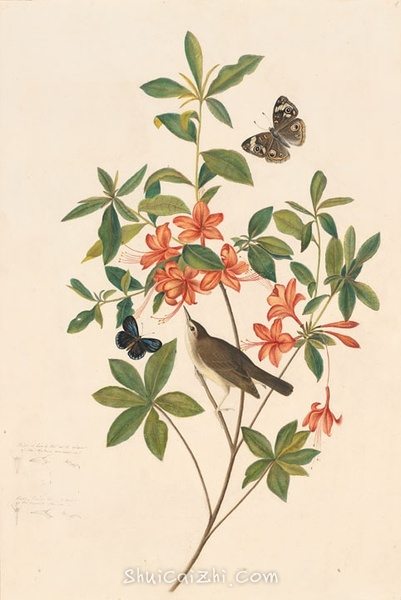 约翰.奥杜邦（John James Audubon）博物画鸟类作品53620461