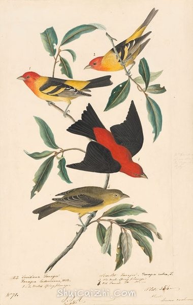 约翰.奥杜邦（John James Audubon）博物画鸟类作品53620528