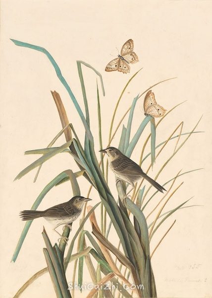 约翰.奥杜邦（John James Audubon）博物画鸟类作品53620623