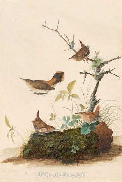 约翰.奥杜邦（John James Audubon）博物画鸟类作品53620722