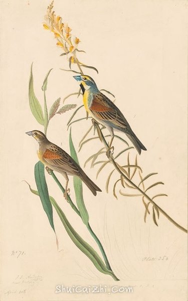 约翰.奥杜邦（John James Audubon）博物画鸟类作品53620814