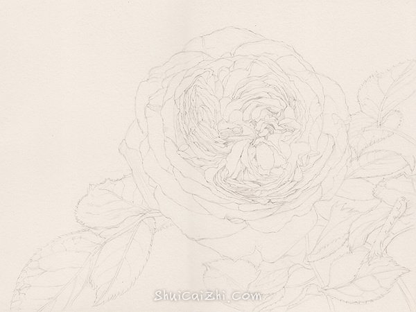 英国玫瑰水彩画法 (2)