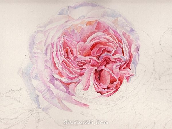 英国玫瑰水彩画法 (5)