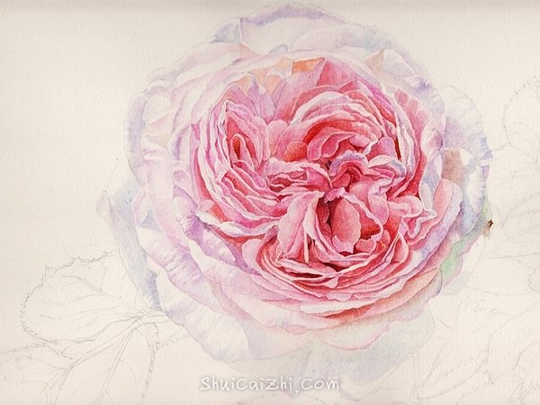 英国玫瑰水彩画法 (6)