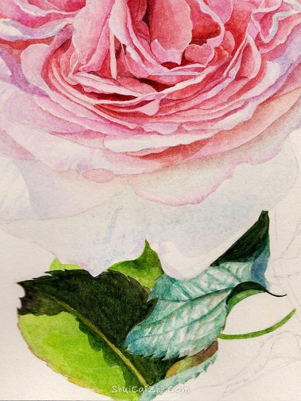 英国玫瑰水彩画法 (9)