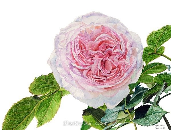 英国玫瑰水彩画法 (12)