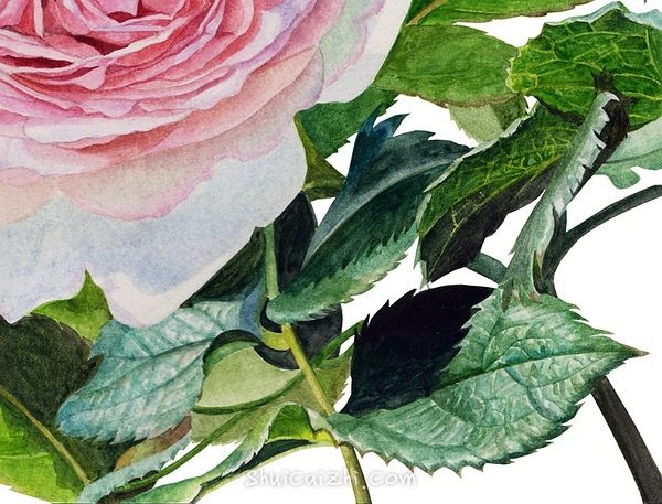 英国玫瑰水彩画法 (14)