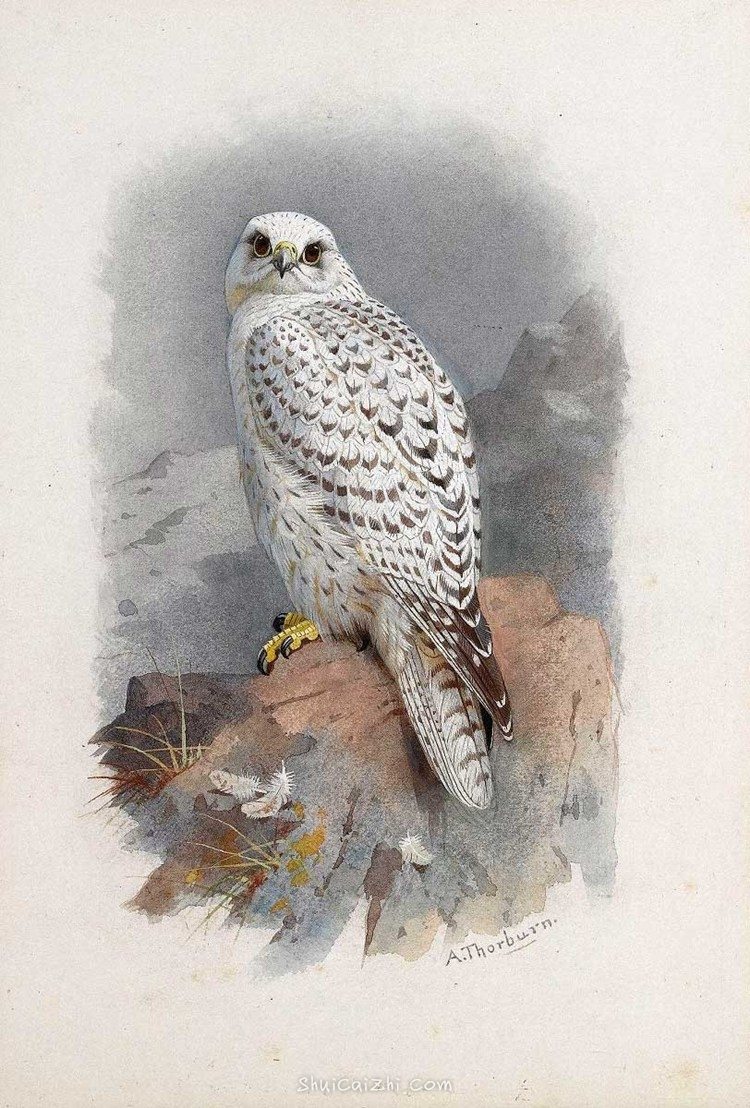 Archibald Thorburn 苏格兰鸟类画家 (2)