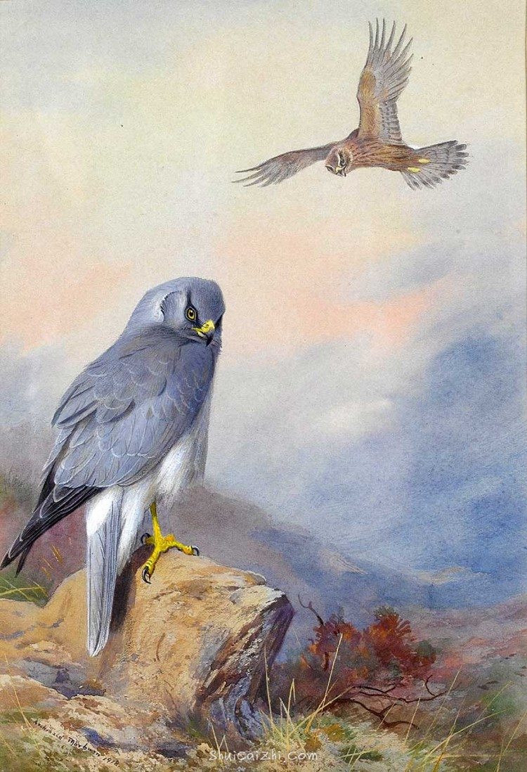 Archibald Thorburn 苏格兰鸟类画家 (3)