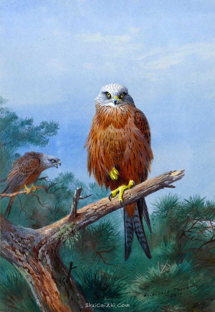 Archibald Thorburn 苏格兰鸟类画家 (4)