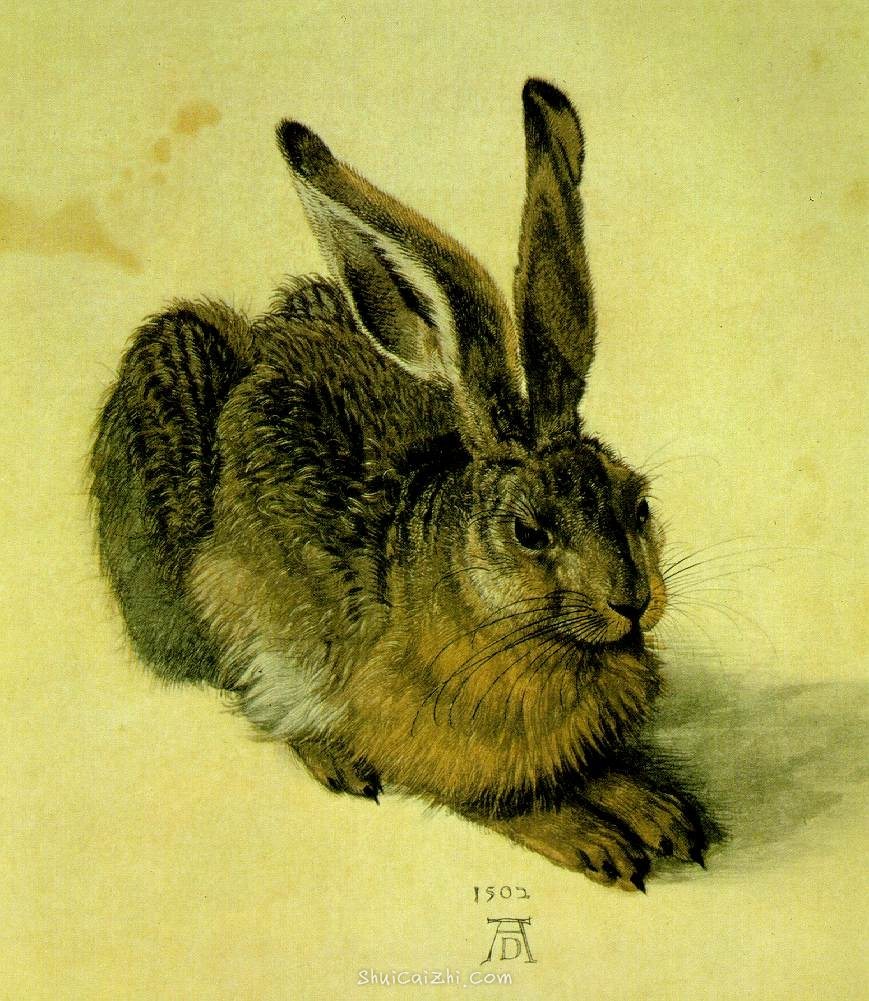 丢勒《兔》A Young Hare