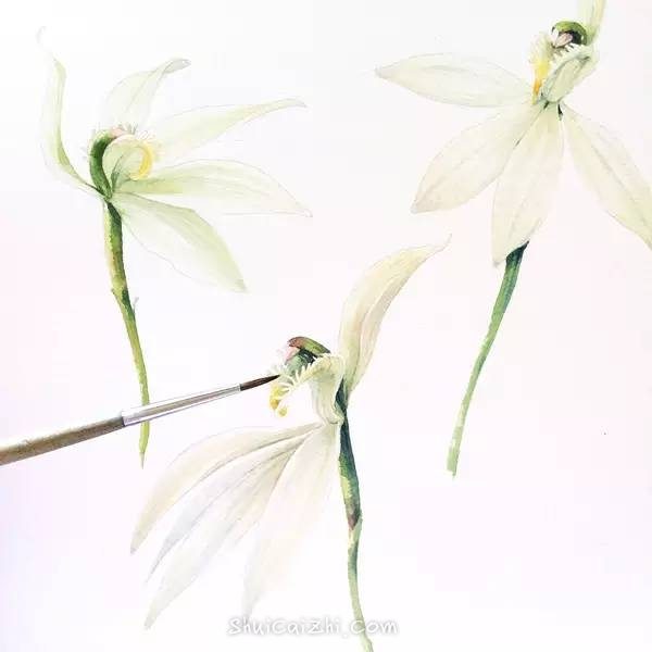 Natalia Tyulkina美好的小清新水彩手绘插画