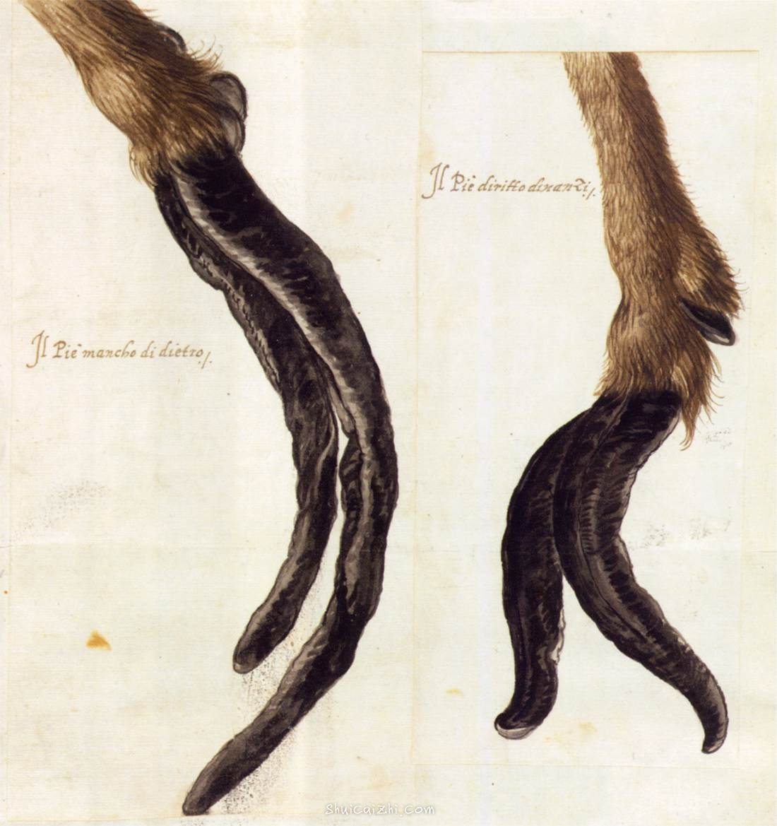 朱塞佩·阿尔钦博托动物博物画水彩作品欣赏