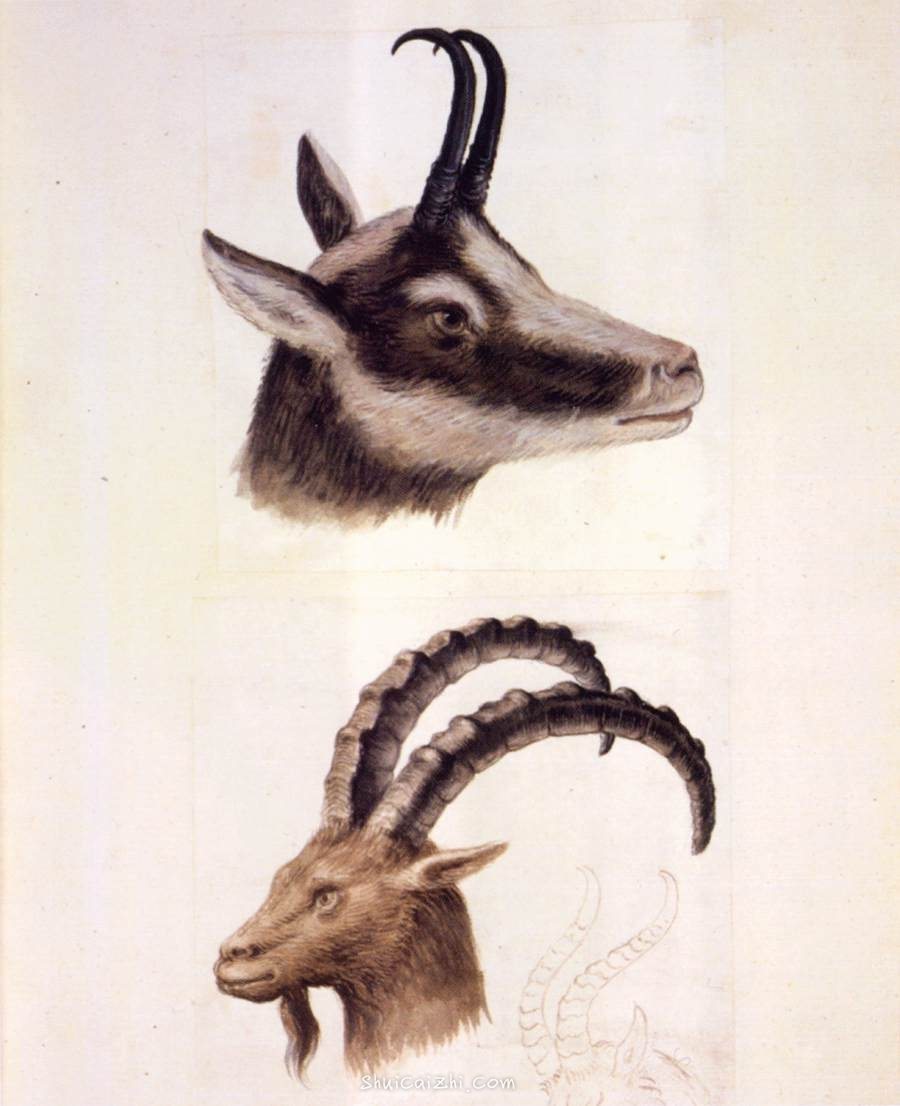 朱塞佩·阿尔钦博托动物博物画水彩作品欣赏