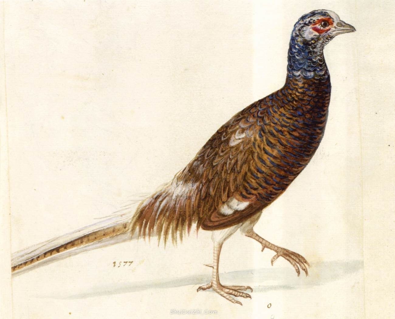 朱塞佩·阿尔钦博托动物博物画水彩作品欣赏