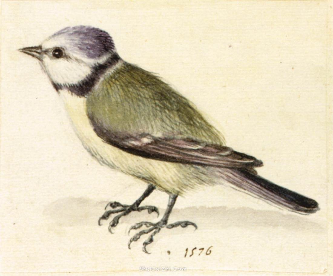 朱塞佩·阿尔钦博托动物博物画水彩作品欣赏