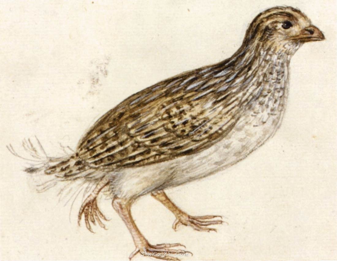 朱塞佩·阿尔钦博托动物博物画水彩作品欣赏