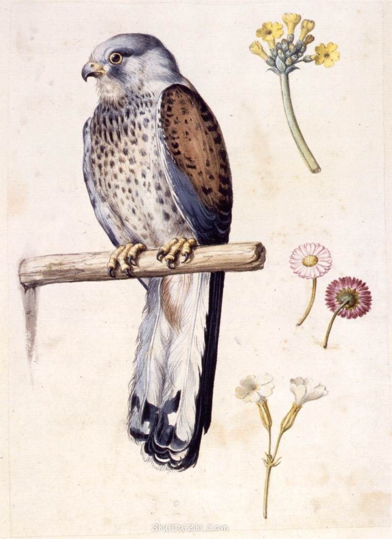 朱塞佩·阿尔钦博托动物博物画水彩作品欣赏