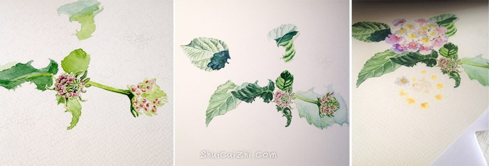 水彩画花卉的简单绘画步骤图示