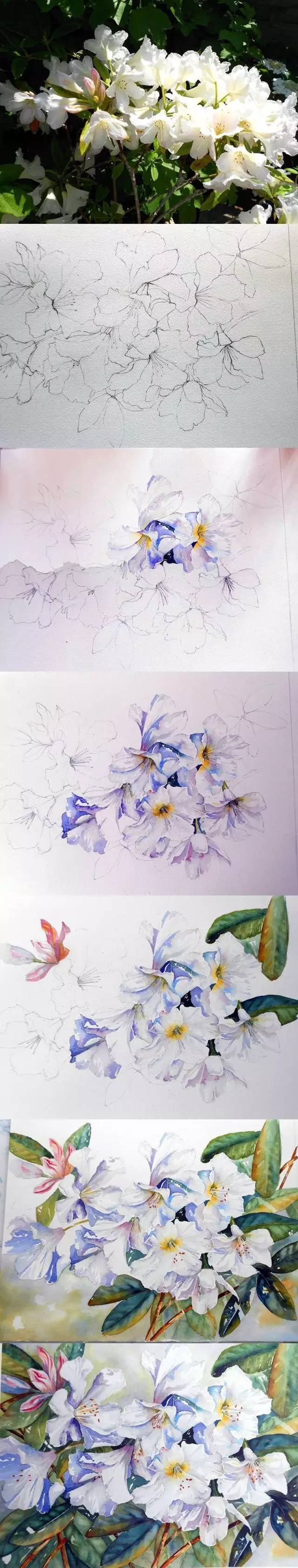 英国艺术家Yvonne Harry水彩花卉教程