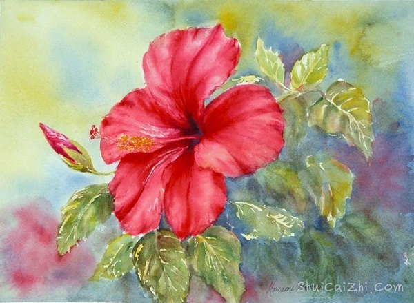 ​玛丽安布鲁姆Marianne Broome水彩花卉作品