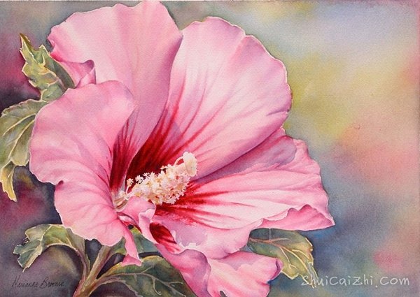 ​玛丽安布鲁姆Marianne Broome水彩花卉作品