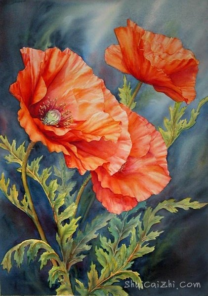 ​玛丽安布鲁姆Marianne Broome水彩花卉作品