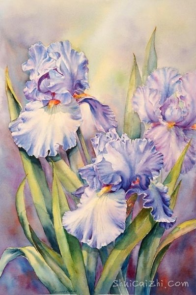 ​玛丽安布鲁姆Marianne Broome水彩花卉作品