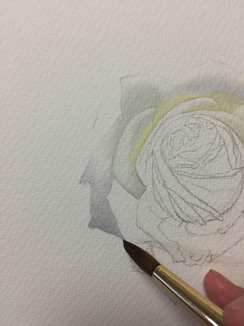 黄有维手绘白玫瑰水彩绘画过程步骤教程