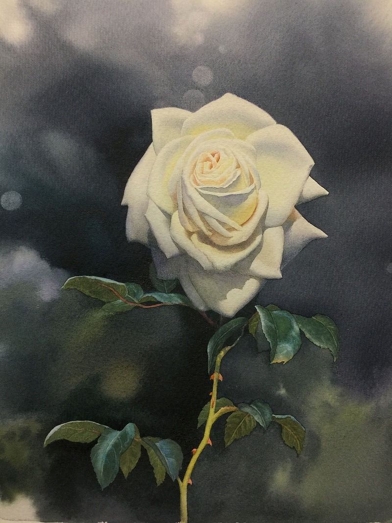 黄有维手绘白玫瑰水彩绘画过程步骤教程