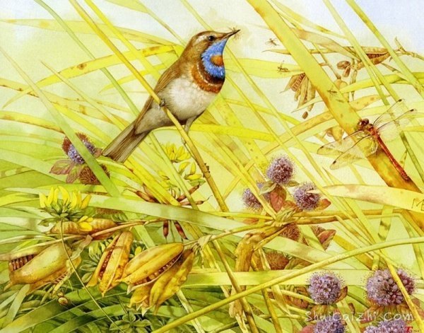 荷兰女画家Marjolein Bastin笔记自然水彩绘
